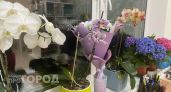 Нижегородка хотела украсить дом орхидеями, но осталась без денег и цветов