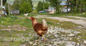 Курятники под запретом: принято новое решение для всех россиян, которые держат кур