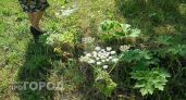 Пять жителей Нижегородской области получили химические ожоги от борщевика с начала мая 2026 года