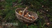 "Не про удачу”: где прячутся белые грибы и как всегда уходить с полной картиной