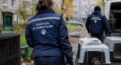 В квартире заводчицы в Дзержинске нашли 13 истощённых далматинцев и мумии собак