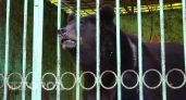 Медведя заметили местные жители под Нижним Новгородом