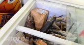 В Нижегородской области нашли рыбу с кишечной палочкой и подозрительно жирный творог